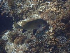 Sciaena umbra
