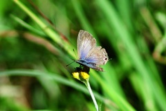 Catopyrops florinda