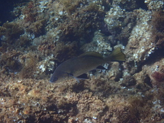 Sciaena umbra