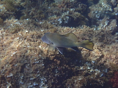 Sciaena umbra