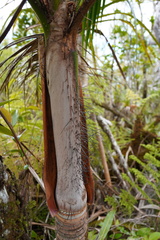 Acanthophoenix crinita