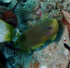 Pomacentrus amboinensis