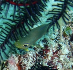 Pomacentrus amboinensis