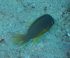 Pomacentrus amboinensis