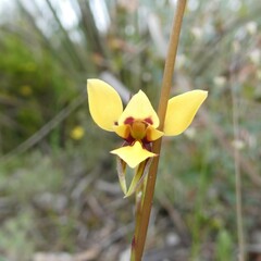 Diuris brevifolia