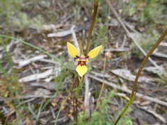 Diuris brevifolia