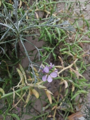 Cakile maritima euxina