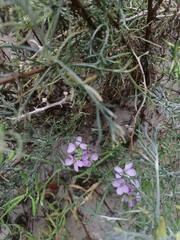 Cakile maritima euxina