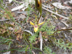 Diuris brevifolia