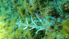 Macrorhynchia philippina