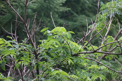 Phellodendron amurense