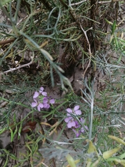 Cakile maritima euxina