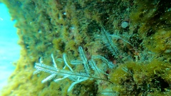 Macrorhynchia philippina