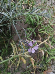 Cakile maritima euxina