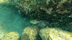 Canthigaster capistrata