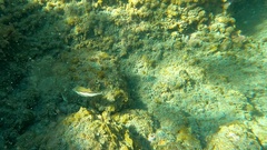 Canthigaster capistrata