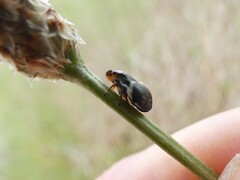 Bathyllus albicinctus