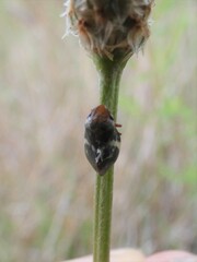 Bathyllus albicinctus