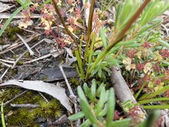 Diuris brevifolia