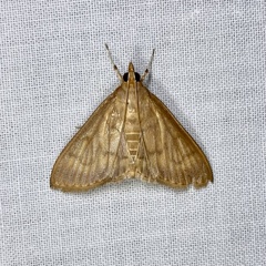 Protonoceras mitis