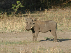 Phacochoerus africanus massaicus