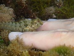 Parablennius incognitus