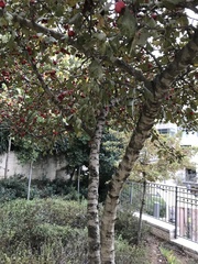 Crataegus monogyna