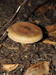 Paxillus involutus image