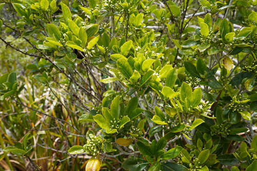 Pittosporum senacia image