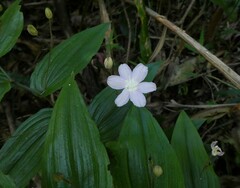 Tripladenia cunninghamii