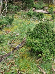 Coprosma quadrifida