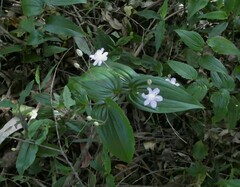 Tripladenia cunninghamii