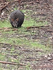 Thylogale billardierii