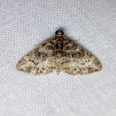 Eucymatoge peplodes