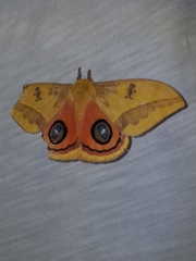 Automeris jucunda