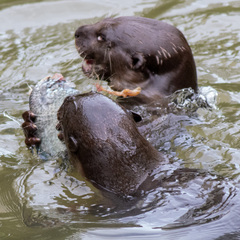 Lutrogale perspicillata