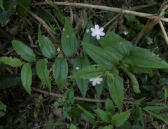 Tripladenia cunninghamii