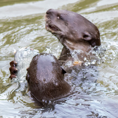 Lutrogale perspicillata