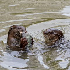 Lutrogale perspicillata