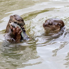 Lutrogale perspicillata