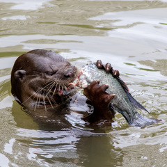 Lutrogale perspicillata