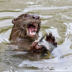 Lutrogale perspicillata