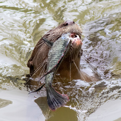 Lutrogale perspicillata