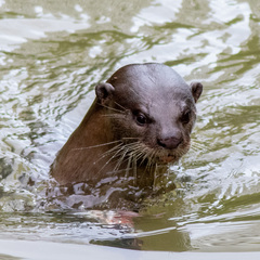 Lutrogale perspicillata