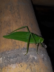 Stilpnochlora