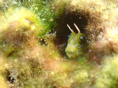 Aidablennius sphynx