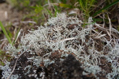 Stereocaulon vulcani