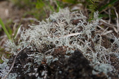 Stereocaulon vulcani