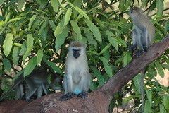 Chlorocebus pygerythrus hilgerti