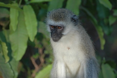 Chlorocebus pygerythrus hilgerti